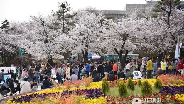 경기도청 봄꽃축제 4월 7~9일 개최. 4년 만에 주변 상권과 함께 ‘활짝’