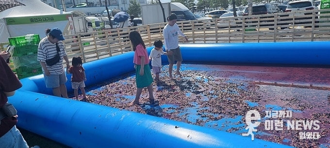 한켠에 마련된 화성송산 포도축제 포도밟기 체험 (사진=이런뉴스)