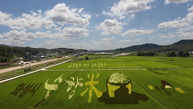 화성 특산품 수향미 원료 품종 종자 160포 수원농협에 보급 논란