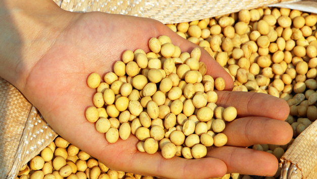 국산콩 생산자 단체, GMO 비의도적 혼입 허용 기준 EU 수준 0.9 강화 촉구