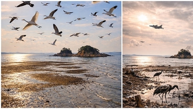 군공항 이전 논란, 화성습지의 미래를 묻다