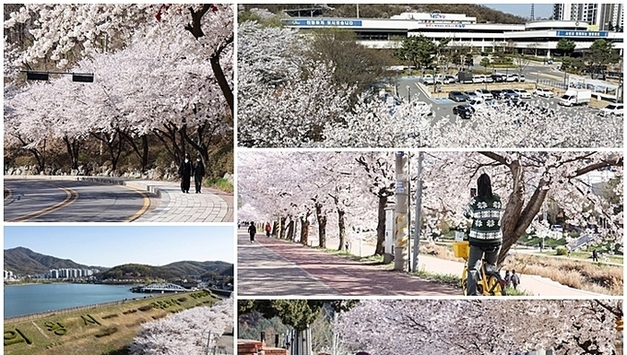 의왕에 봄이 내려앉았다…동네마다 흐드러진 벚꽃길
