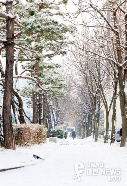 수원시, 가로수길 사계절 풍경 중 겨울