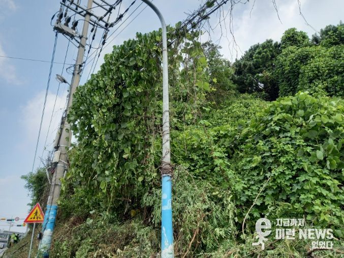 화성시,주요 도로 덩굴 제거 사업 추진
