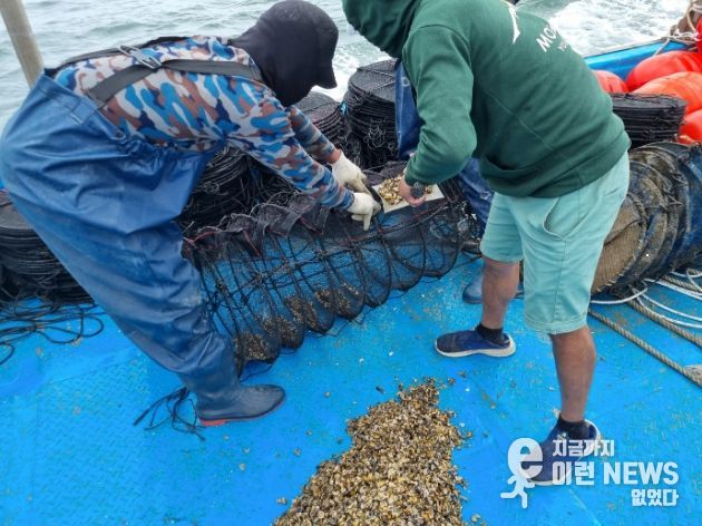 3배체 새끼굴 양성망 투입