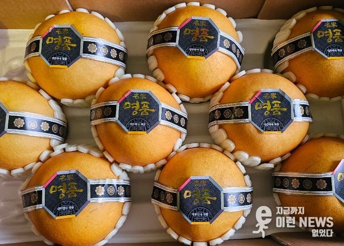 안성 ‘신화’ 배, 싱가포르 프리미엄 시장 개척 신화 만든다!