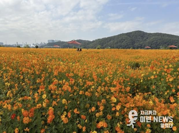 용인특례시는 기흥호수공원에 황화코스모스 경관단지를 조성했다