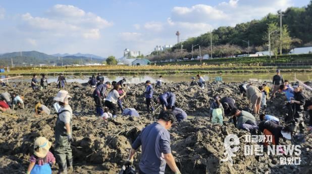 시흥시, 곤충 잡고, 연근 캐며 가족과 추억 쌓은 연근캐기 행사 마쳐