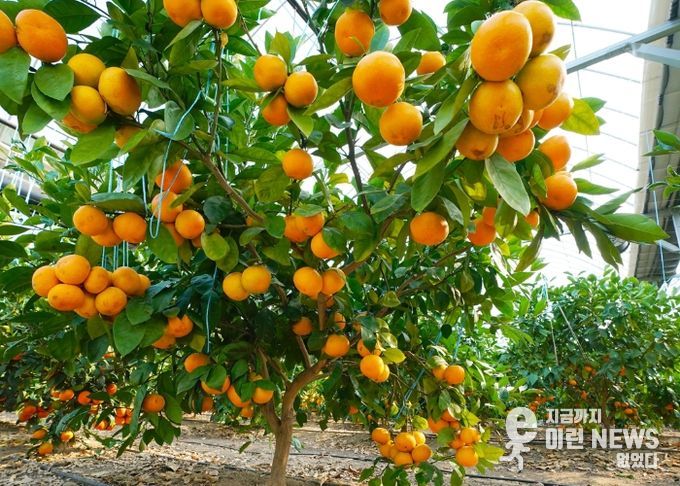 광주시, ‘팔당愛감귤’ 수확 체험 본격 시작