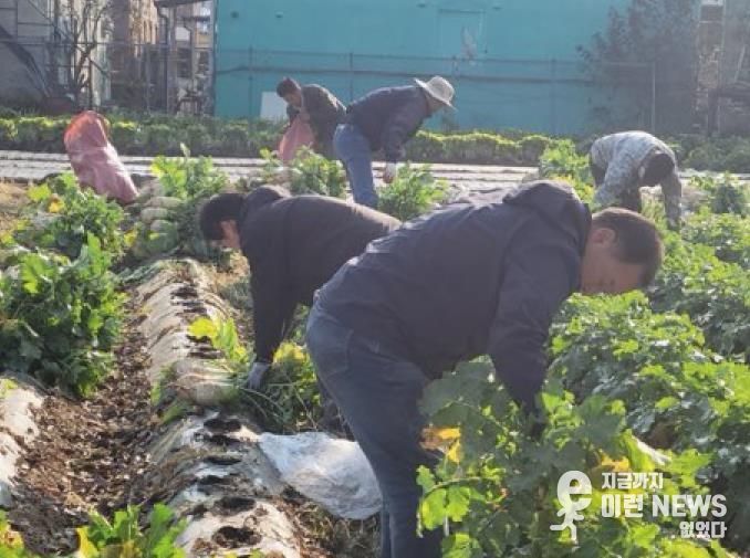 파주시 법원읍 대능5리 김인호 이장, ‘사랑의 김장무 1,000개’ 나눔