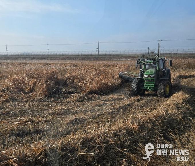 한강하구 자생 갈대 수거