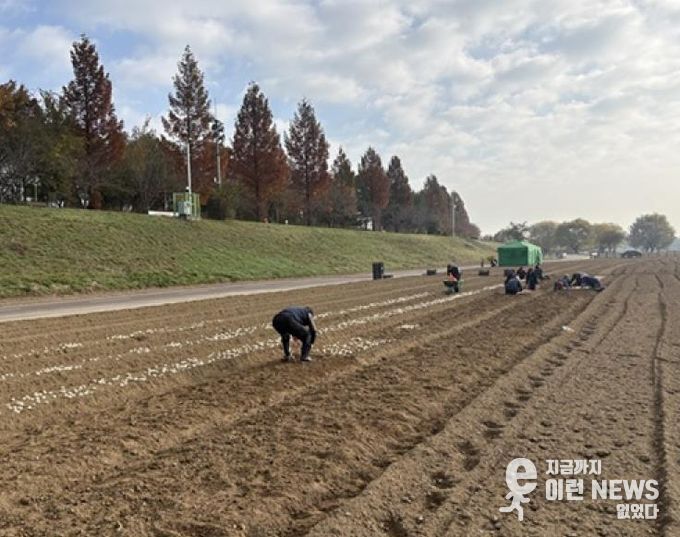 파주시 금촌2동, 내부 인력으로 2026 공릉천 튤립축제 식재 작업 완료