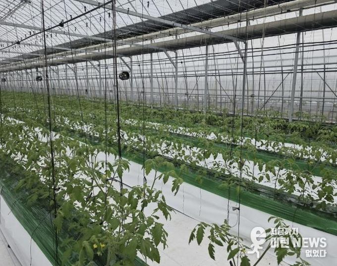 과채류 품질향상 사업을 지원받은 딸기 재배 농가의 모습