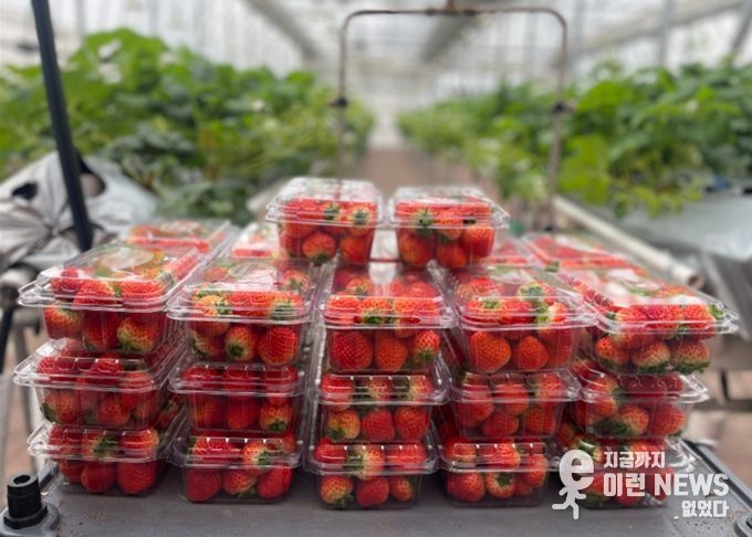 남양주시 농업기술센터, ‘딸기 연구의 결실’ 이웃에게 나눔