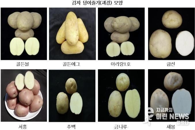 광주시, 국산 감자 8개 품종 현장 시험 재배 추진
