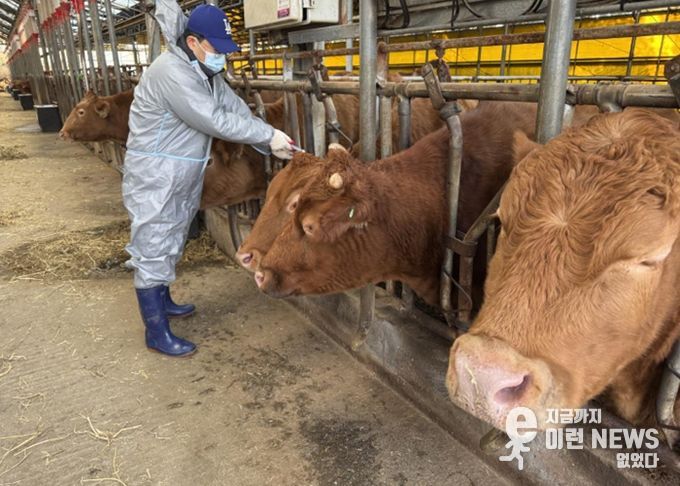 구제역 백신 접종