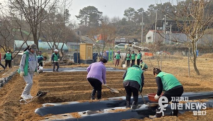 파주 새마을지도자 탄현면 부녀회, 사랑의 감자심기 행사 개최