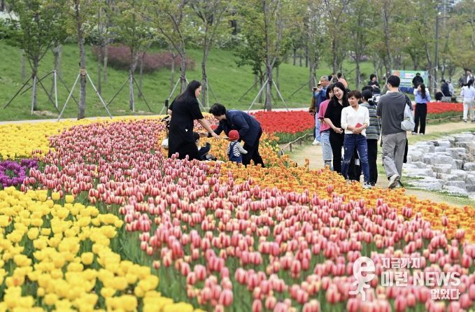 하남시, 도심 곳곳 봄꽃 물결…벚꽃·튤립 개화 앞두고 볼거리 풍성