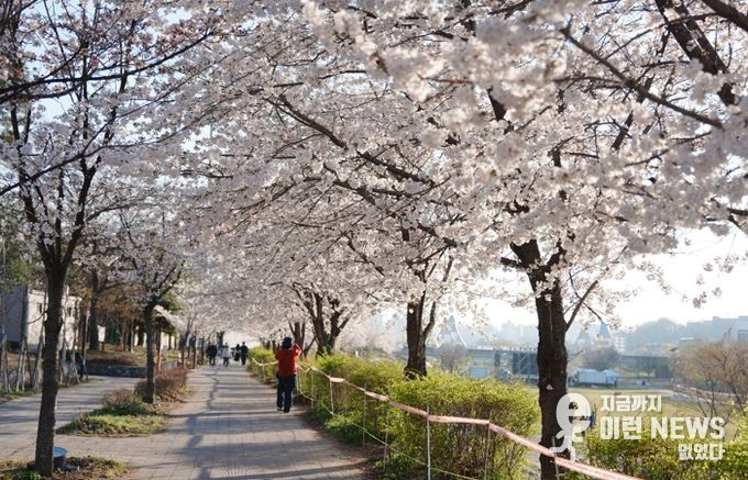 오산천 벚꽃축제 성료…봄밤 수놓은 빛과 공연