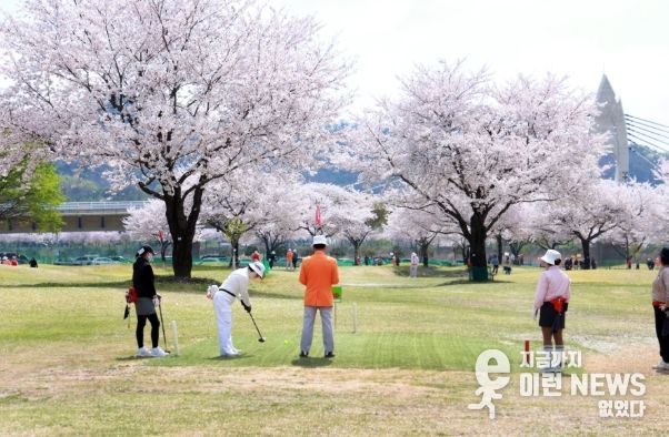 - 제20회 밀양시장배 전국 파크골프대회 경기 모습