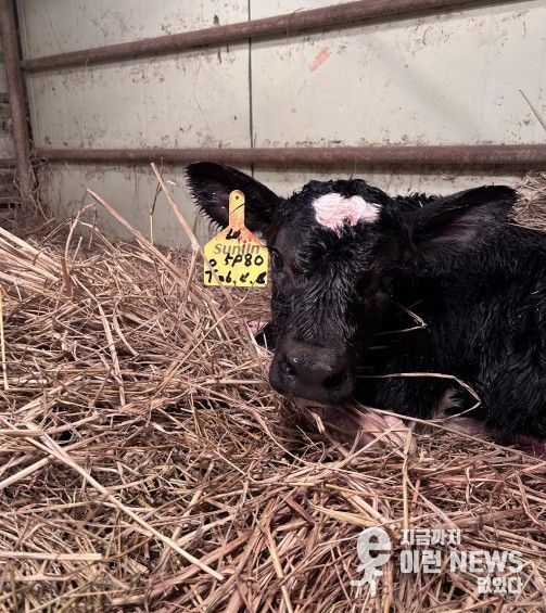 송아지 출산