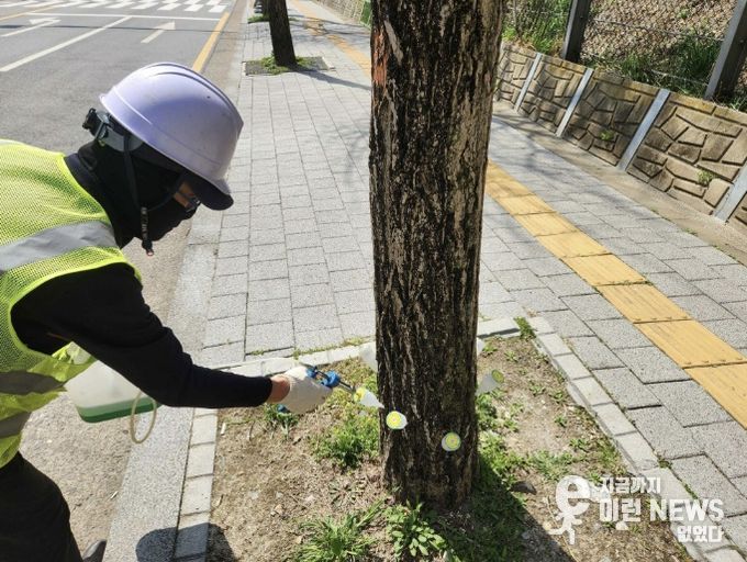 은행나무 결실억제 작업 모습