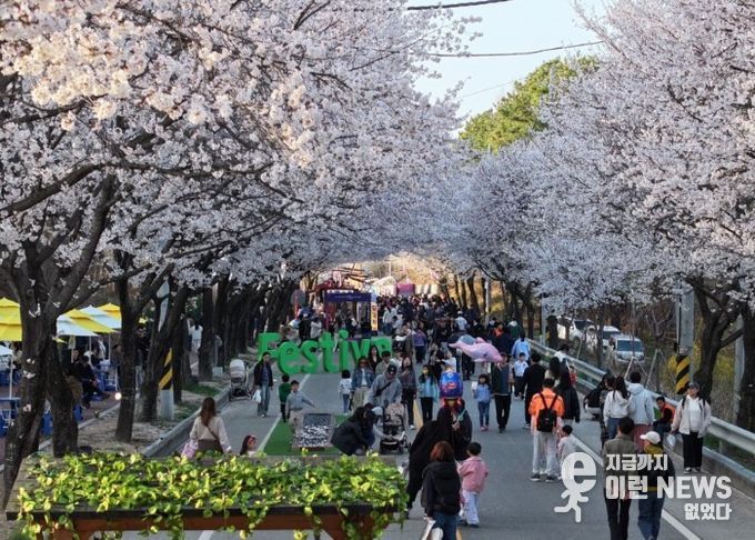 제10회 여주흥천남한강벚꽃축제 43만명 방문, 역대 최고 성과 달성